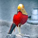 New Zealand Bird APK