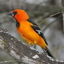 Oriole Bird APK