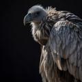 Vulture Sounds
