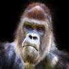 chewbacca sound APK