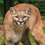 cougar sounds