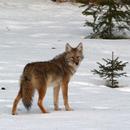 coyote sounds APK