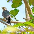 cuckoo sounds
