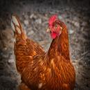 hen sounds APK