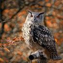 owl sounds APK