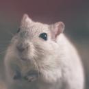 Rat sounds APK