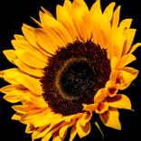 Sunflower Wallpapers
