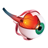 Anti-VEGF’s in DR, AMD & RVO