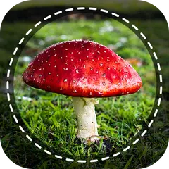 Mushroom identifier App by Photo, Camera 2021 APK download