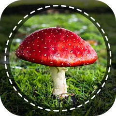 Baixar Cogumelo identificador aplicativo de foto, Câmera APK