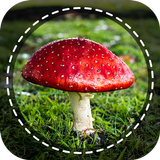 Mushroom identifier App by Photo, Camera 2021 আইকন