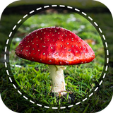 Champignon identificateur app par photo, caméra icône