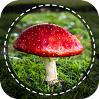 Mushroom identifier App by Photo, Camera 2021 圖標