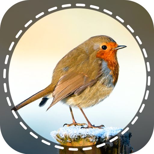 Birds Identifier App by Photo