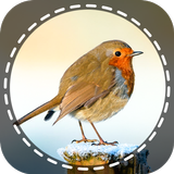 Birds Identifier App by Photo