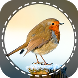 Birds Identifier আইকন