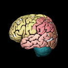 Atlas Mózgu icon