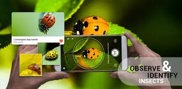 昆蟲 識別碼 應用程式 通過 照片， 相機 2021年