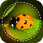 Insect identifier by Photo Cam آئیکن
