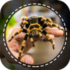 Spider-Identifikator Zeichen