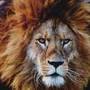 مملكة الاسود APK
