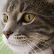 Cats Wallpapers