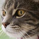 Cats Wallpapers APK