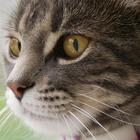 Cats Wallpapers иконка