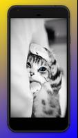 Cats Wallpapers Affiche