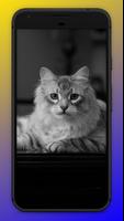 Cats Wallpapers скриншот 1
