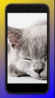 Cats Wallpapers capture d'écran 2