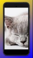 Cats Wallpapers скриншот 2