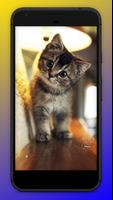 Cats Wallpapers скриншот 3