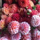 Flowers Wallpapers আইকন