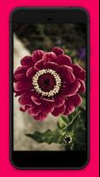 Flowers Wallpapers স্ক্রিনশট 3