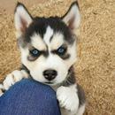 Husky Wallpapers APK
