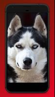 Husky Wallpapers Affiche