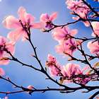 ikon Spring Wallpapers
