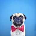 Pugs Wallpapers