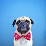 Pugs Wallpapers 圖標
