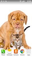 1 Schermata Cats And Dogs Wallpapers 2