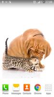 2 Schermata Cats And Dogs Wallpapers 2