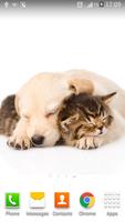 3 Schermata Cats And Dogs Wallpapers 2