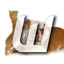 Cute Cats & Dogs Collection 3 APK