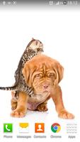 Cute Cats&Dogs Wallpapers 4 screenshot 3