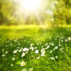 Nature Millions Wallpapers ไอคอน