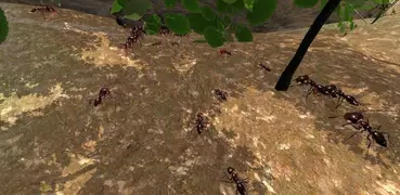 Ant Simulation 3D - Insect Sur