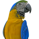 Loro que habla real APK