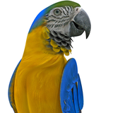 Real Talking Parrot icon