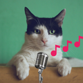 Kitten meowing sounds Cat meow